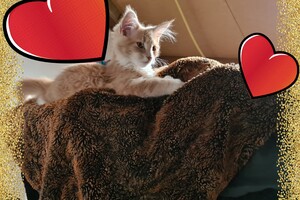 Clémentine 28 maart- 2 mei 2021