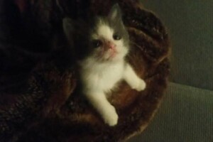 Onze Europese zusjes