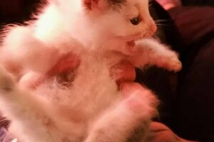 Onze Europese zusjes