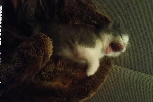 Onze Europese zusjes