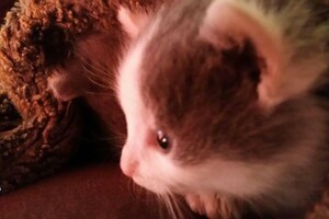 Onze Europese zusjes