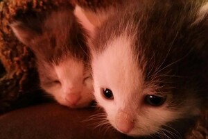 Onze Europese zusjes