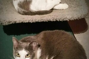 Onze Europese zusjes