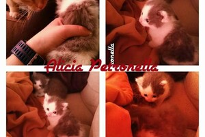 Onze Europese zusjes