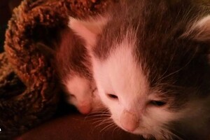 Onze Europese zusjes