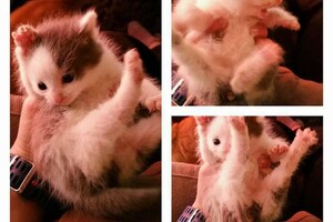 Onze Europese zusjes