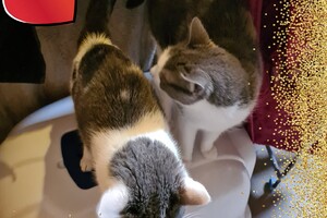 Onze langharige katten