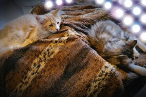 Clémentine 16 mei 2021