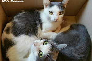 Onze Europese zusjes