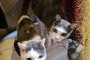 Onze langharige katten