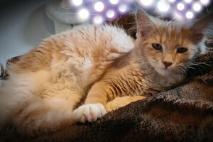 Clémentine 16 mei 2021