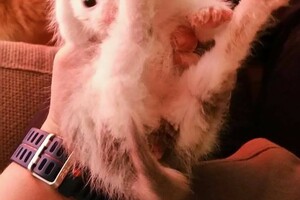 Onze Europese zusjes