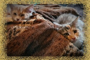 Clémentine 16 mei 2021