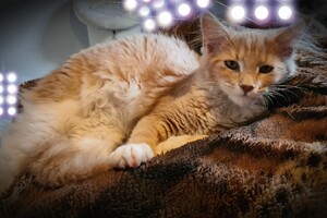 Clémentine 16 mei 2021