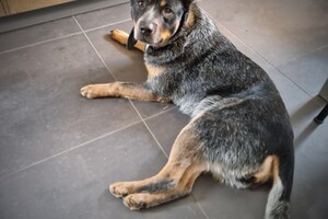 Vida: hondenschool jaar 2022