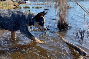 Abby Lavie: brug bouwen #Foxholstermeer