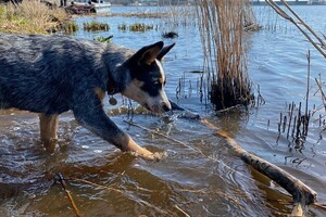 Abby Lavie: brug bouwen #Foxholstermeer
