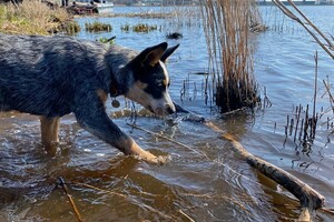 30 maart: mee op klus, brug bouwen #Foxholstermeer