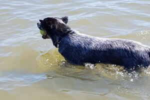 Ava kira: zwemmen met bal