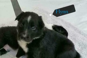 Flynn (Border Collie)