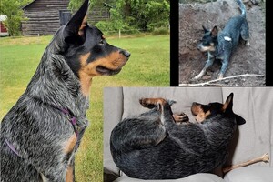 Meet up: Ava Kira en Flynn, Soran Bart,  Abby Lavie