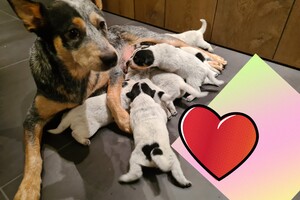 Datum: 5 dec. Sinterklaas