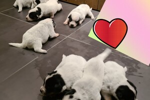 Datum: 5 dec. Sinterklaas