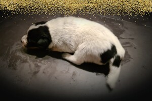 Datum: 5 dec. Sinterklaas