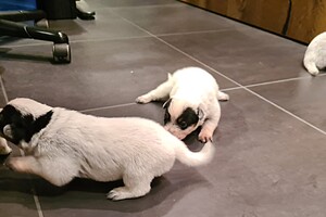 Datum: 5 dec. Sinterklaas