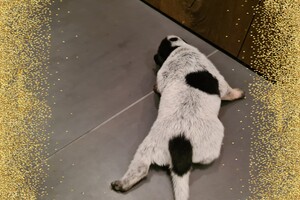 Datum: 5 dec. Sinterklaas