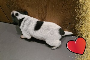 Datum: 5 dec. Sinterklaas