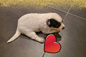 Datum: 5 dec. Sinterklaas