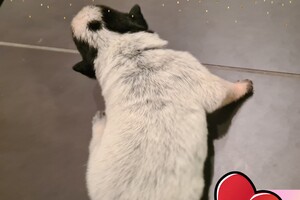 Datum: 5 dec. Sinterklaas