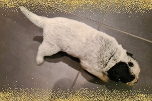 Datum: 5 dec. Sinterklaas