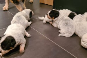 Datum: 5 dec. Sinterklaas