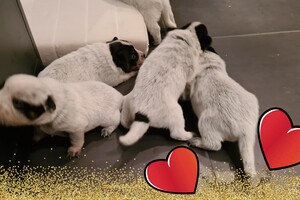 Datum: 5 dec. Sinterklaas