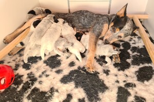 Hun gedrag veranderd