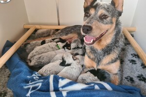 Bad tijd en jaarlijkse inentingen