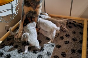 Kijken naar de puppy's