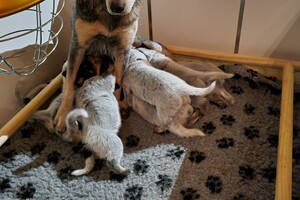 Kijken naar de puppy's