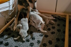 Kijken naar de puppy's