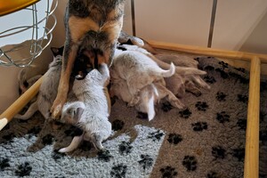 Kijken naar de puppy's