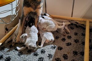 Kijken naar de puppy's