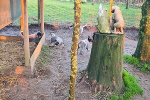 "Snuffelbos" - 8 januari