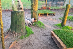 "Snuffelbos"  - 8 januari