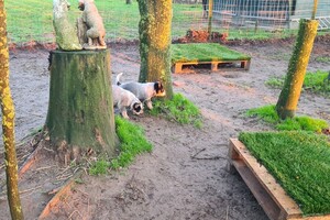 "Snuffelbos" - 8 januari