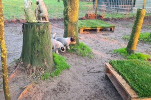 "Snuffelbos" - 8 januari