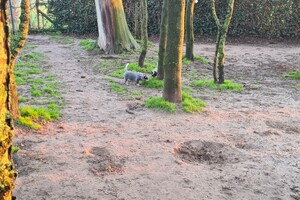 "Snuffelbos" - 8 januari