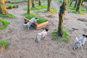 "Snuffelbos" - 8 januari