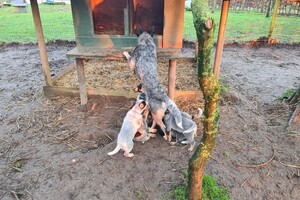 "Snuffelbos" - 8 januari